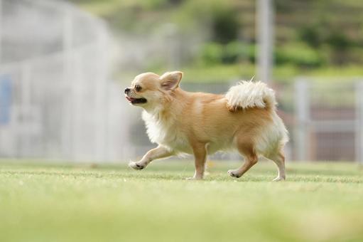 ドッグランのチワワ ドッグランのチワワ 犬,チワワ,可愛い犬の写真素材