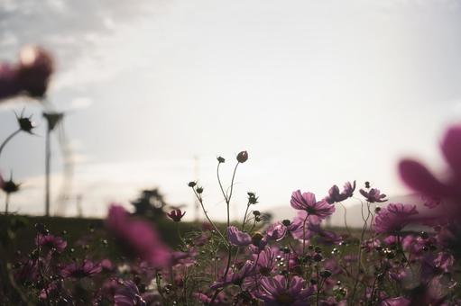 朝焼けの光に透けるコスモス畑のシルエットの写真