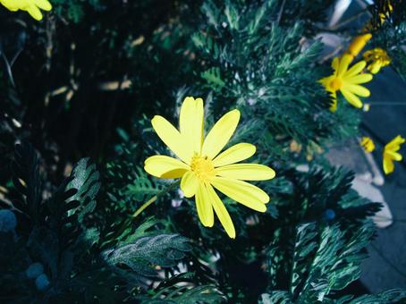 ユリオプスデージー ユリオプスデージーの写真