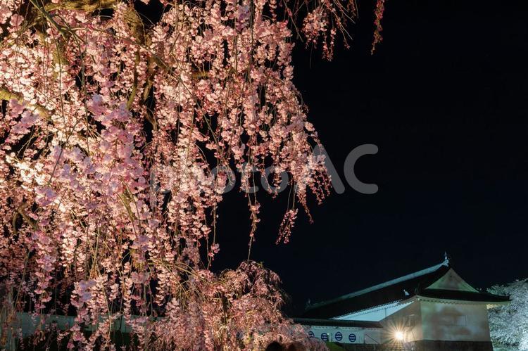 霞城公園のライトアップされた枝垂れ桜 桜,夜桜,花見の写真素材