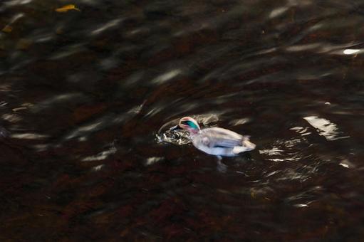 水面を泳ぐアメリカコガモ 水面を泳ぐアメリカコガモの写真