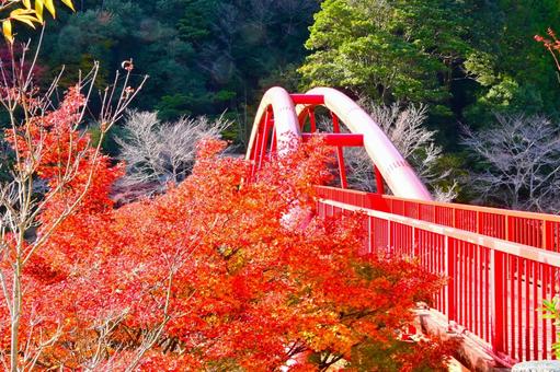  大滝渓谷の紅葉風景 山,王滝渓谷,大滝湖かけ橋の写真素材