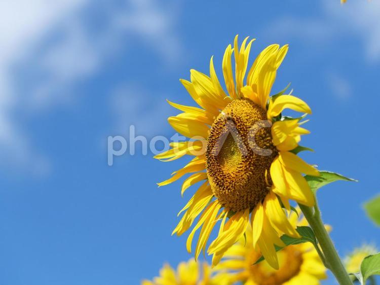 ひまわりの花と青空 ひまわり,ヒマワリ,向日葵の写真素材