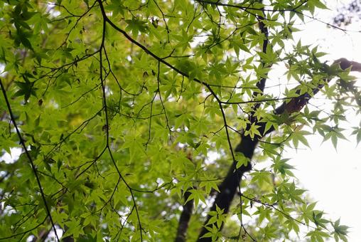 モミジの葉 モミジ,葉,植物の写真素材