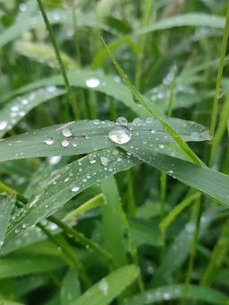 葉っぱと水滴 葉っぱ,水滴,雨上がりの写真素材