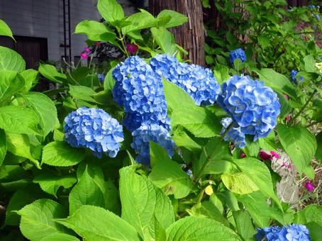 Photo, hydrangea, flower, early summer, 