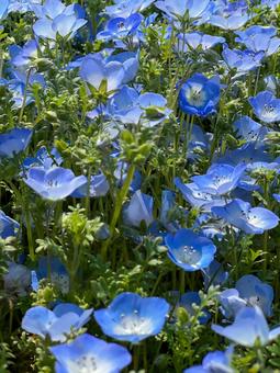 Nemophila, JPG