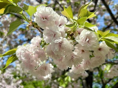 桜 桜の写真