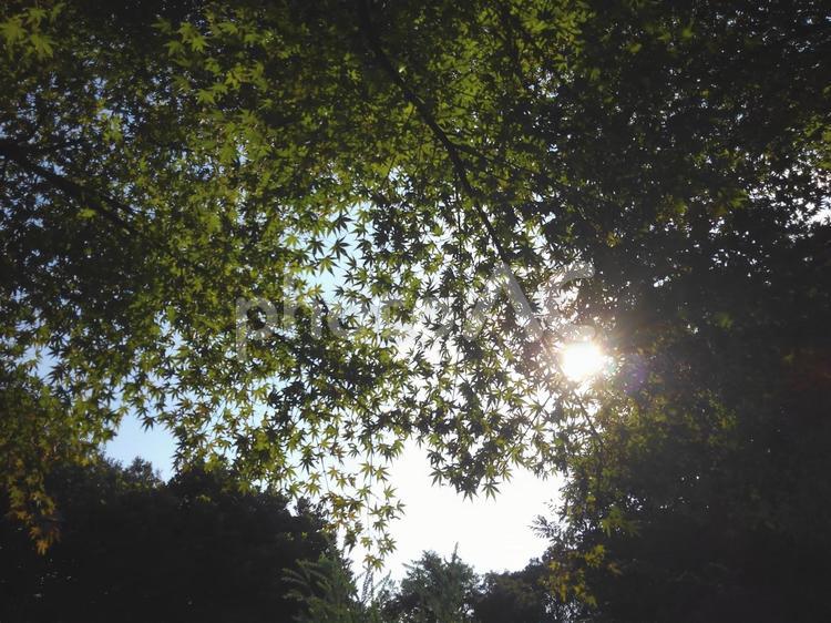 眩しさともみじ　壁紙 太陽,もみじ,樹木の写真素材