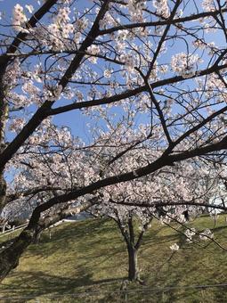 桜 桜 春,さくら,サクラの写真素材
