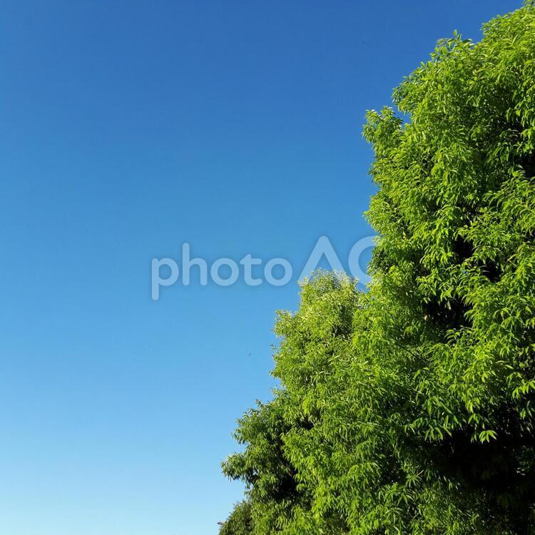 青空と木 何人もありません,葉,自然の写真素材