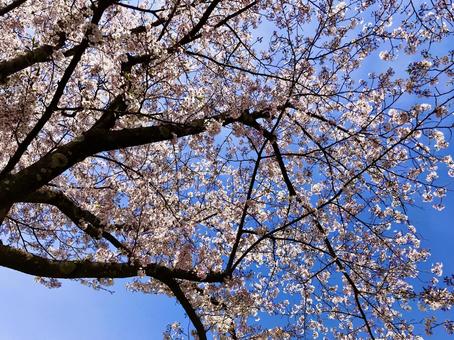 青空と満開の桜 青空と満開の桜の写真