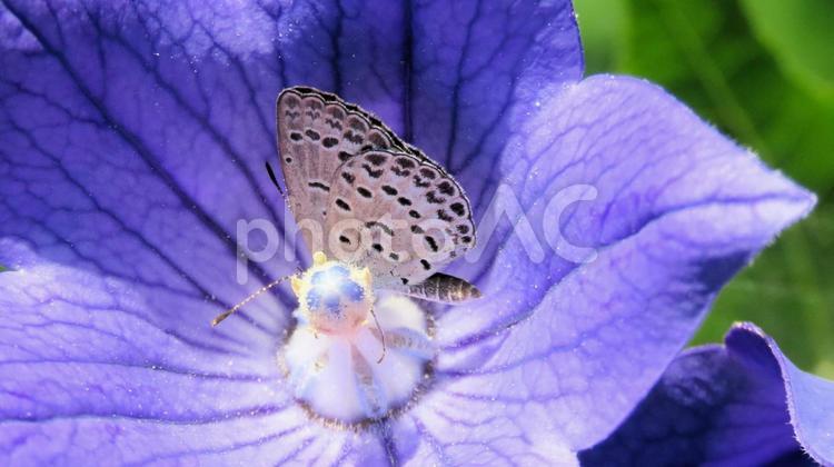 キキョウの花に留まるヤマトシジミ ヤマトシジミ,蝶,桔梗の写真素材