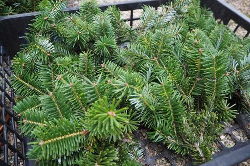 モミの木 もみの木,素材,材料の写真素材