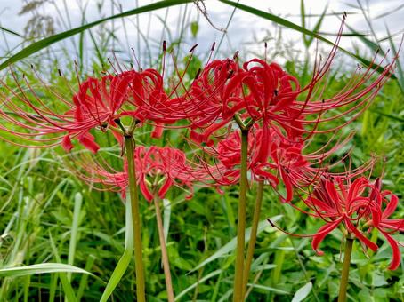 リコリスの花 リコリス,赤,花の写真素材