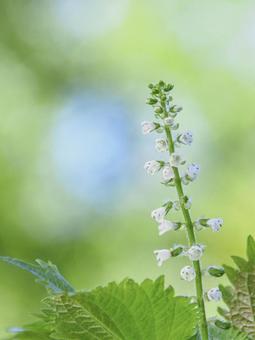 白い小花 花,小花,白の写真素材