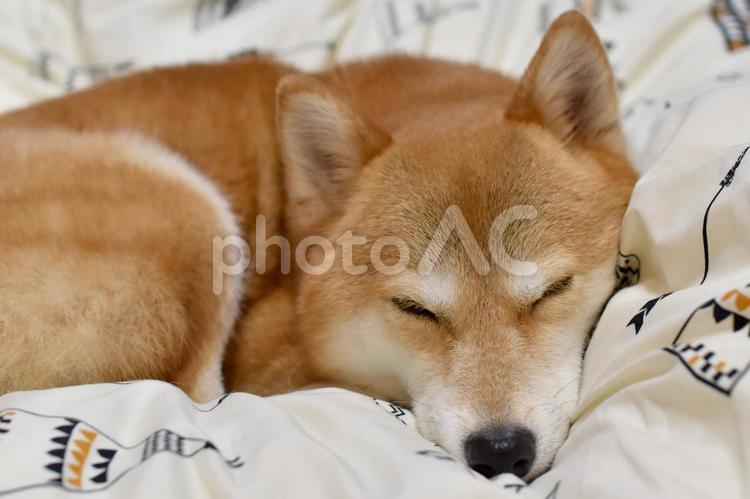 柴犬・睡眠 柴犬,柴,犬の写真素材