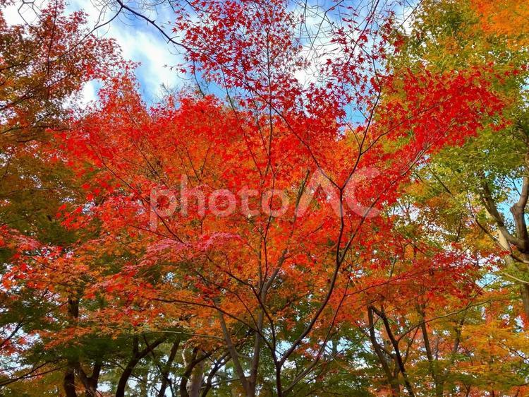 錦秋　色鮮やかなモミジ 紅葉,モミジ,もみじの写真素材