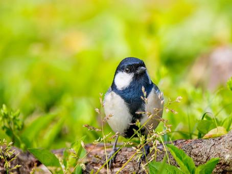 地面を歩くシジュウカラの写真