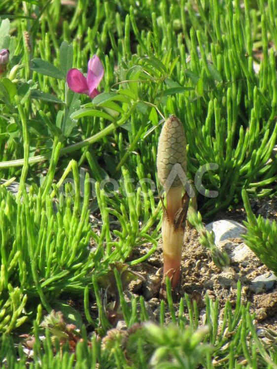 雌雄一緒に頑張っています　つくし つくしの季節,植物,緑の写真素材