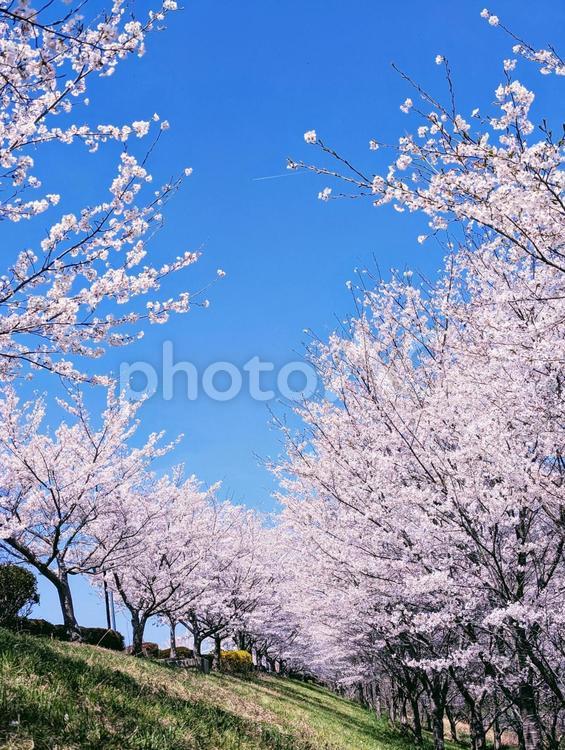 満開の桜並木 桜,桜並木,春の写真素材