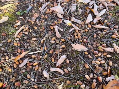 どんぐり どんぐり,枯れ葉,落ち葉の写真素材