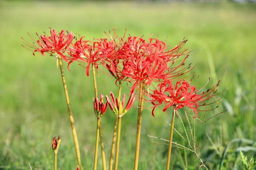 咲き始めのヒガンバナ 咲き始めのヒガンバナ ヒガンバナ,秋の花,秋の写真素材