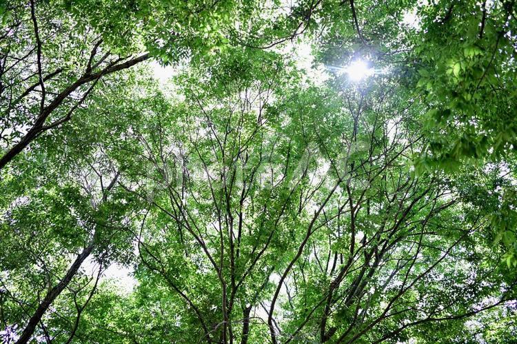 新緑の森、光と葉のハーモニー 木漏れ日,光,日差しの写真素材