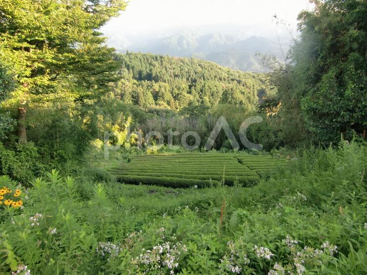 日本の風景 緑,日本,田舎の写真素材