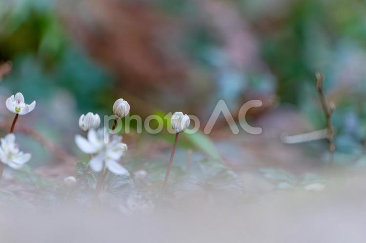 春の訪れを告げるバイカオウレン バイカオウレン,花,植物の写真素材