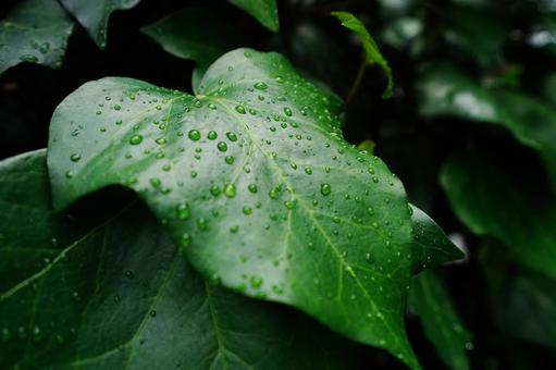 雨に濡れたアイビーの葉 アイビー,ヘデラ,セイヨウキヅタの写真素材