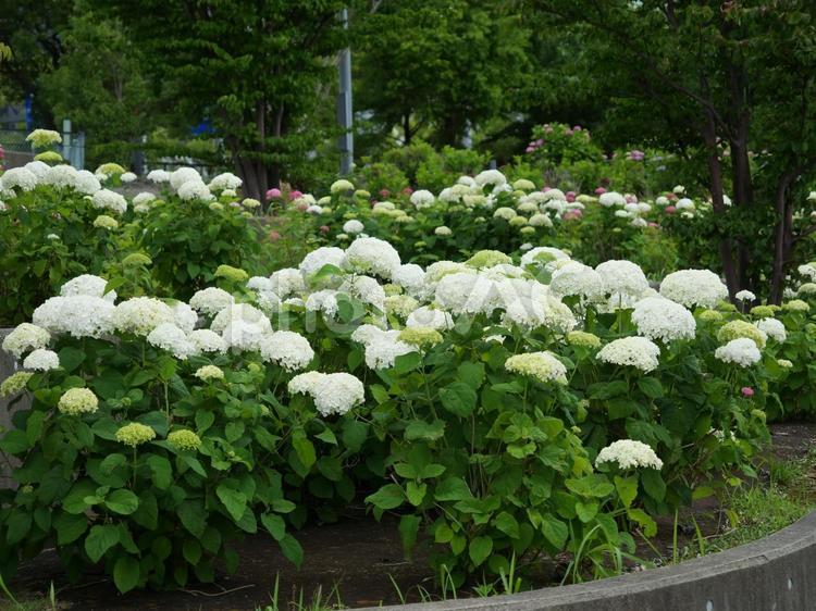 青海駅近くの水の広場公園に咲く紫陽花 青海,水の広場公園,紫陽花の写真素材