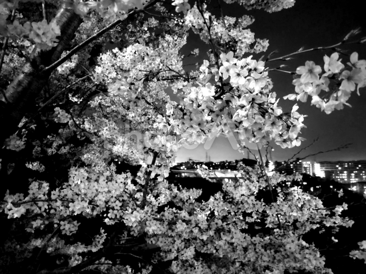 白黒の世界から見る夜桜 桜,夜桜,アレンジの写真素材