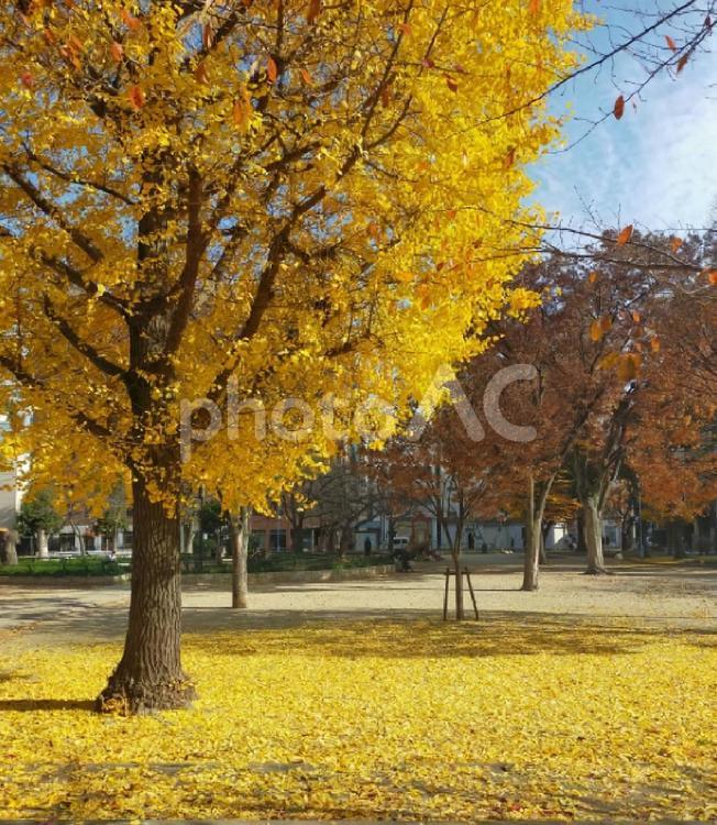 堀江公園・秋 秋,銀杏,公園の写真素材