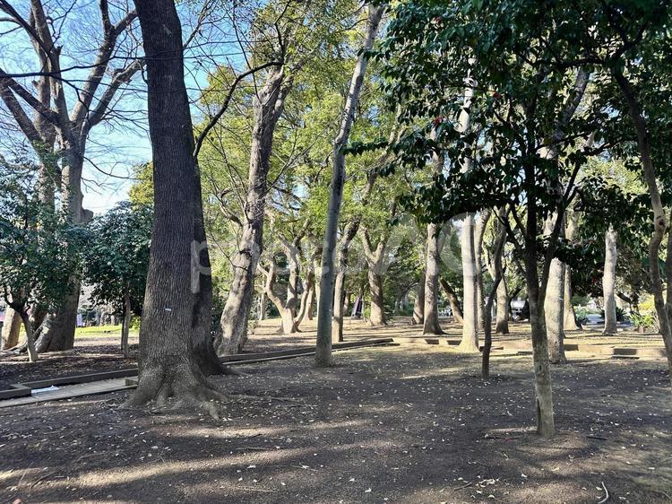 上野恩賜公園　冬の公園　上野公園 冬の公園,上野恩賜公園,上野公園の写真素材