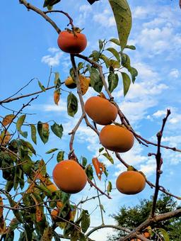 木になる柿③ 柿,かき,木の写真素材