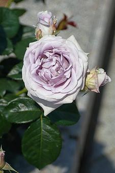 荒牧バラ園489 ブルーバリュー 荒牧バラ園489 ブルーバリューの写真