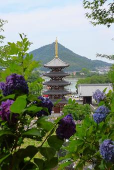 6月中旬の法然寺の五重塔とアジサイの花 6月中旬の法然寺の五重塔とアジサイの花 五重塔,伽藍,アジサイの写真素材