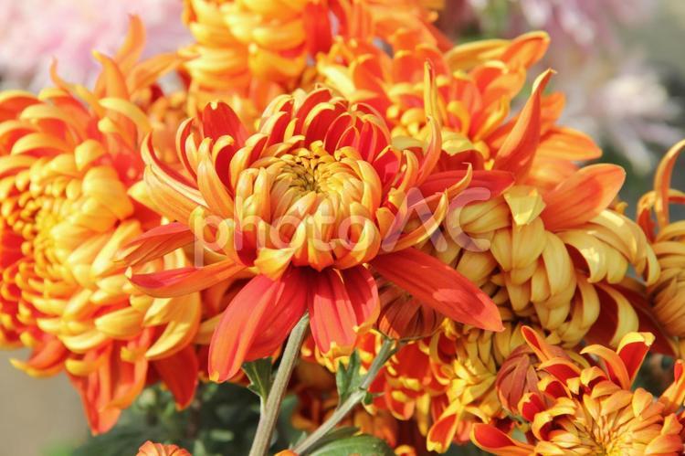 わきく・和菊　マクロ 花,秋,伝統的な菊の写真素材