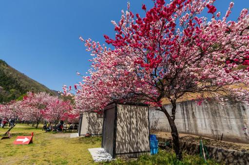 250421昼神温泉郷花桃の里 250421昼神温泉郷花桃の里 長野県,阿智村,昼神温泉の写真素材