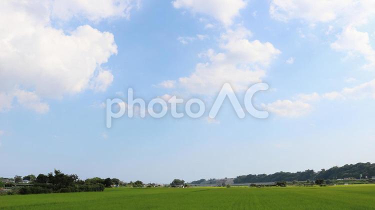 夏空の下に広がるどこまでも続く水田風景 夏,空,稲の写真素材
