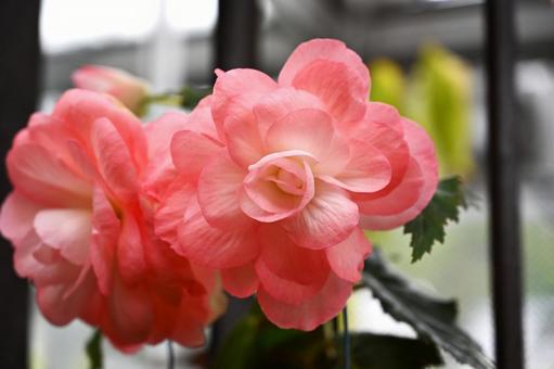 ピンクのベゴニアが可愛いの写真