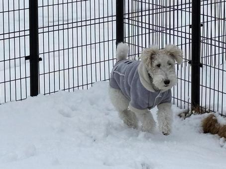 愛犬と雪のドックラン 愛犬と雪のドックランの写真