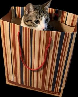 ふうちゃん ふうちゃん 癒し,猫,ねこの写真素材