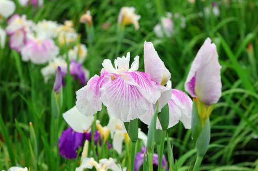 Iris Flower 25-6, JPG