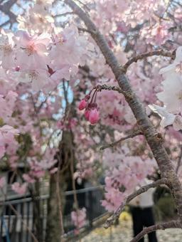 Photo, spring, cherry blossoms, bud, 