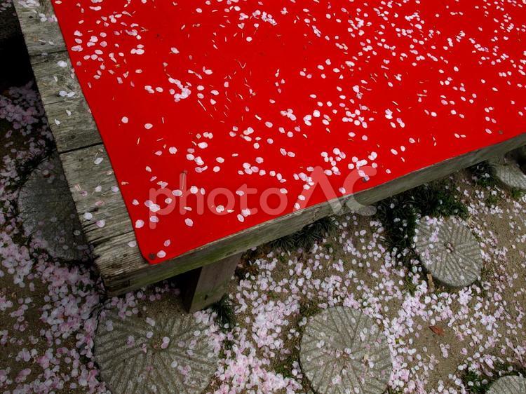 京都の春の風景、桜の花びらと緋毛氈 京都,春,桜の写真素材