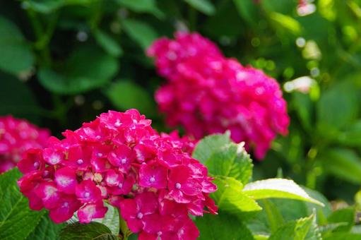 6月の花 赤い紫陽花 6月の花 赤い紫陽花の写真