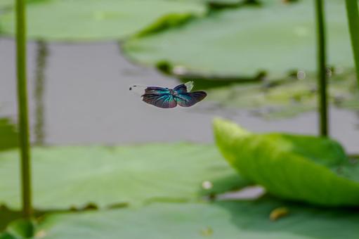 Butterfly dragonfly (54), JPG Butterfly dragonfly (54), JPG