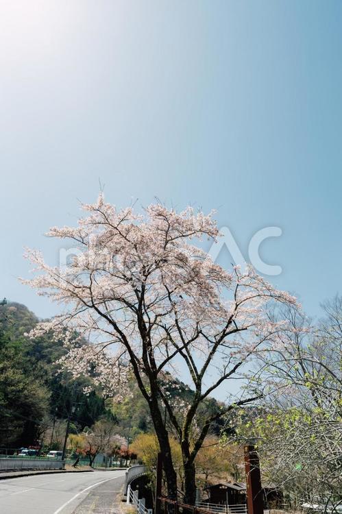道路のそばで咲く桜 桜,春,花の写真素材